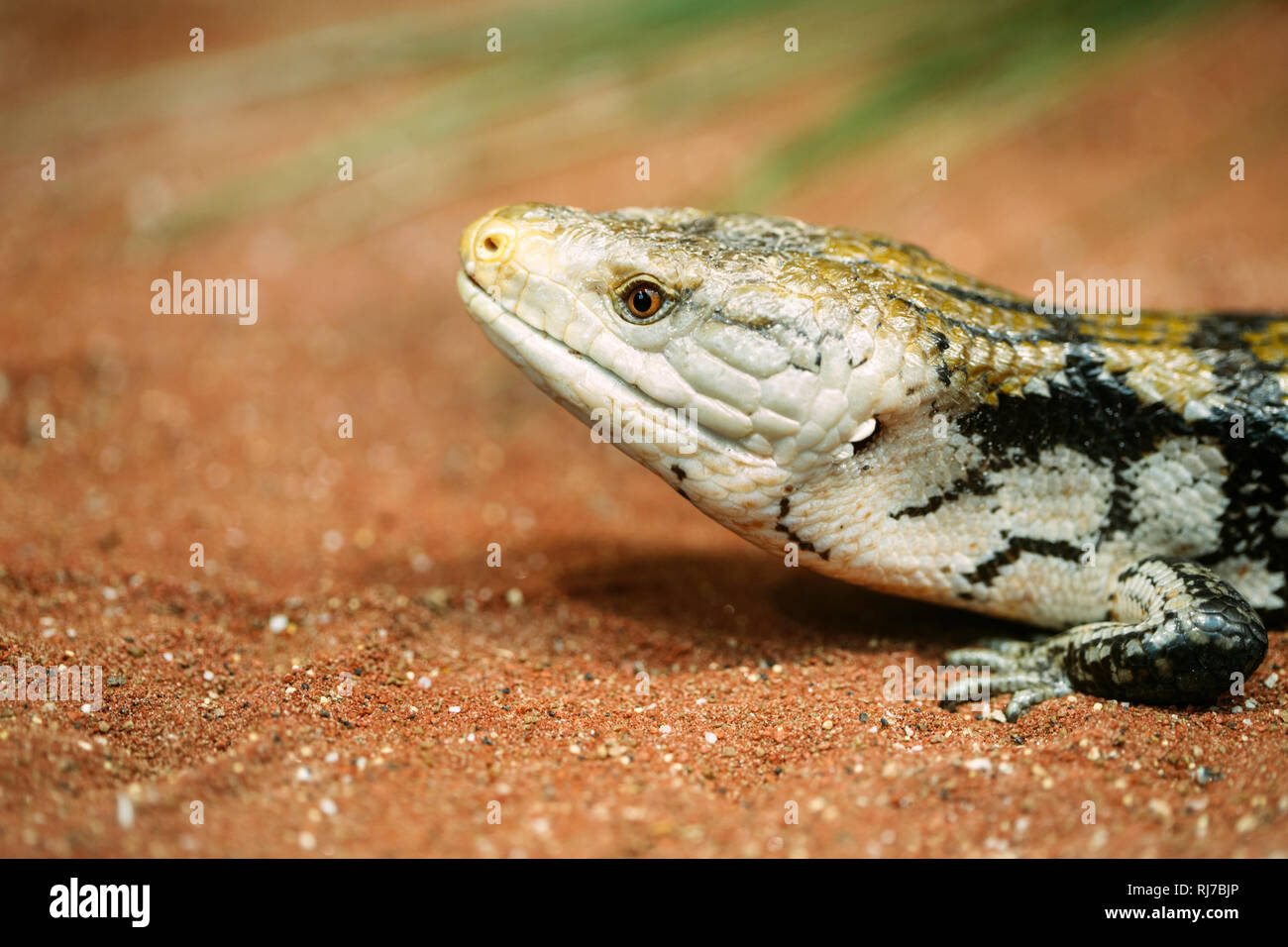 Pet popolare gecko gecko una notte lucertola attivo Foto Stock