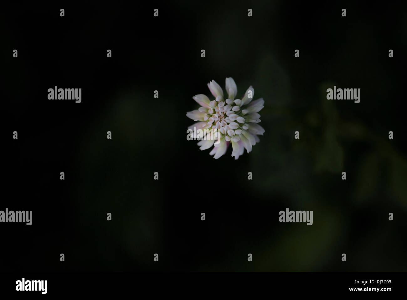 Eine einzelne Kleeblüte, dunkler Hintergrund Foto Stock