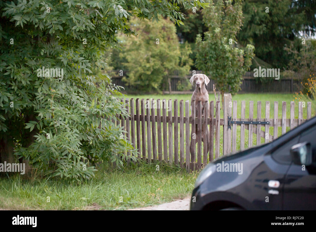 Hund, Weimaraner, steht auf zwei Pfoten und schaut neugierig über einen Zaun, Foto Stock