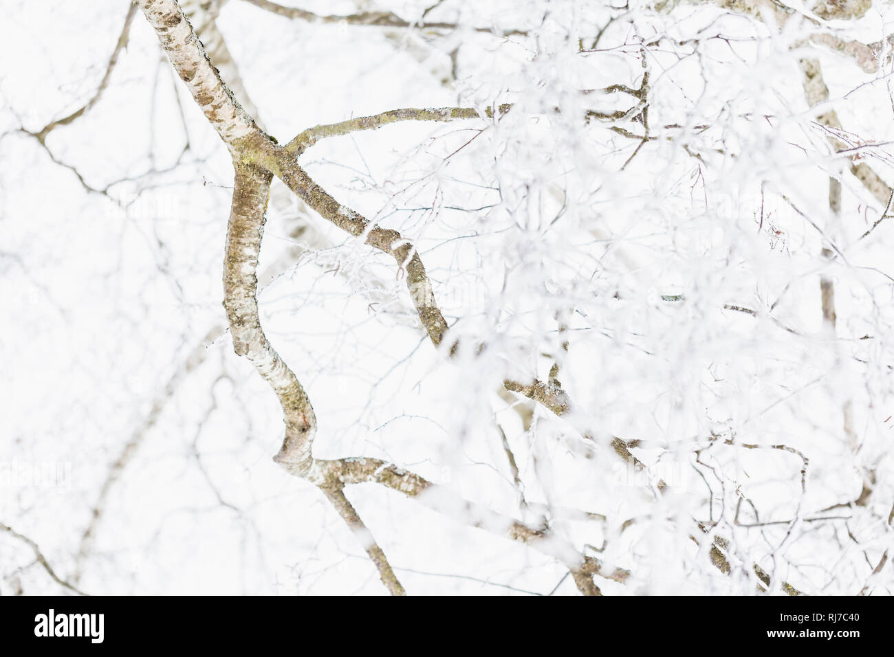 Baumkrone winterliche von unten Foto Stock