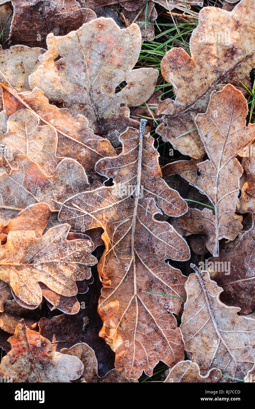 Laub, Herbst, Waldboden Foto Stock
