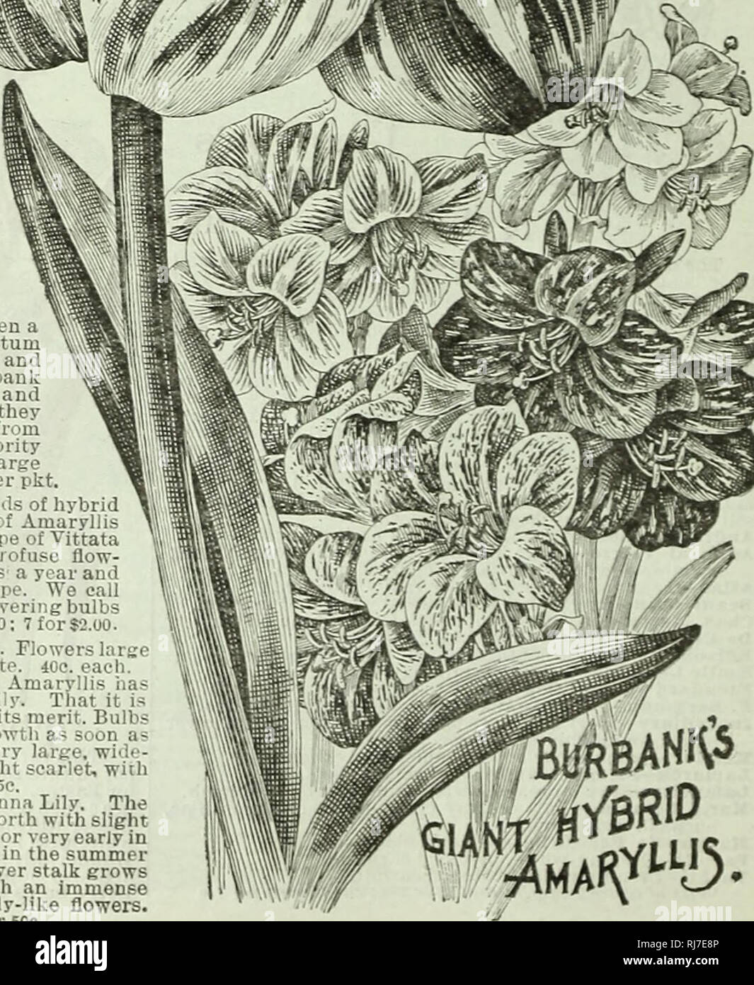 . Childs' fiori rari, ortaggi e frutta. Cataloghi commerciali semi; Vivai (orticoltura) cataloghi; sementi cataloghi; fiori cataloghi; Verdure cataloghi; alberi da frutto cataloghi; John Lewis Childs (Azienda); cataloghi commerciali; Vivai (orticoltura); semi; fiori; Verdure; alberi da frutto. N^W Amaryllis. L'Amaryllis è riconosciuta Regina di tutti i fiori di tuberosa e Bur- pank s giganti sono meraviglie dimensioni iu e Deauty, Burbank Giant-This della nuova razza di Amaryllis produce un bulbo di dimensioni enormi e la forza che solleva un ampio fogliame sano, aad stout flusso er- vedute, ogni prod Foto Stock