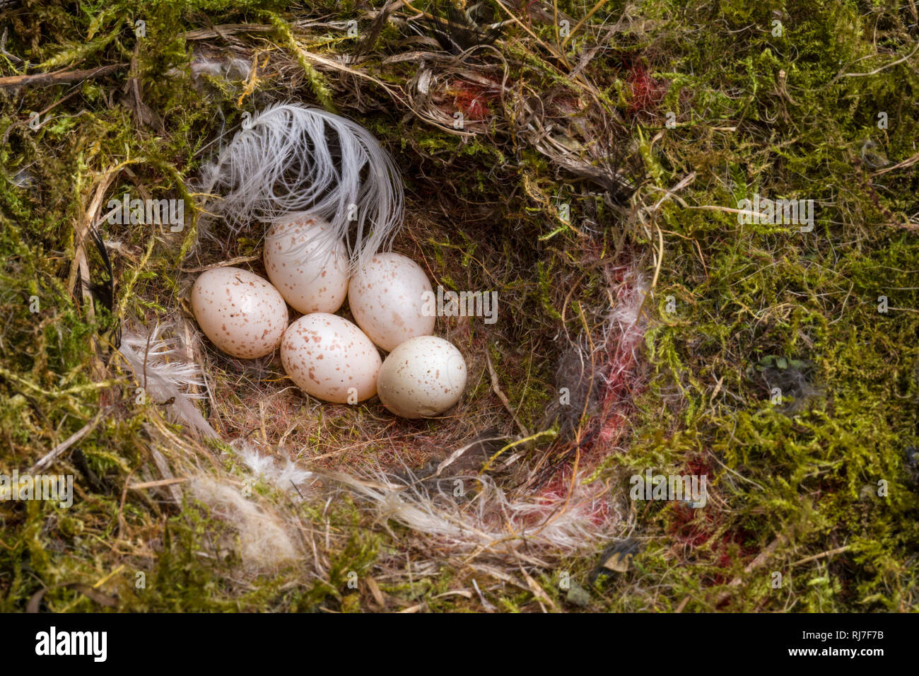 Vogelnest, Eier, Moos Foto Stock