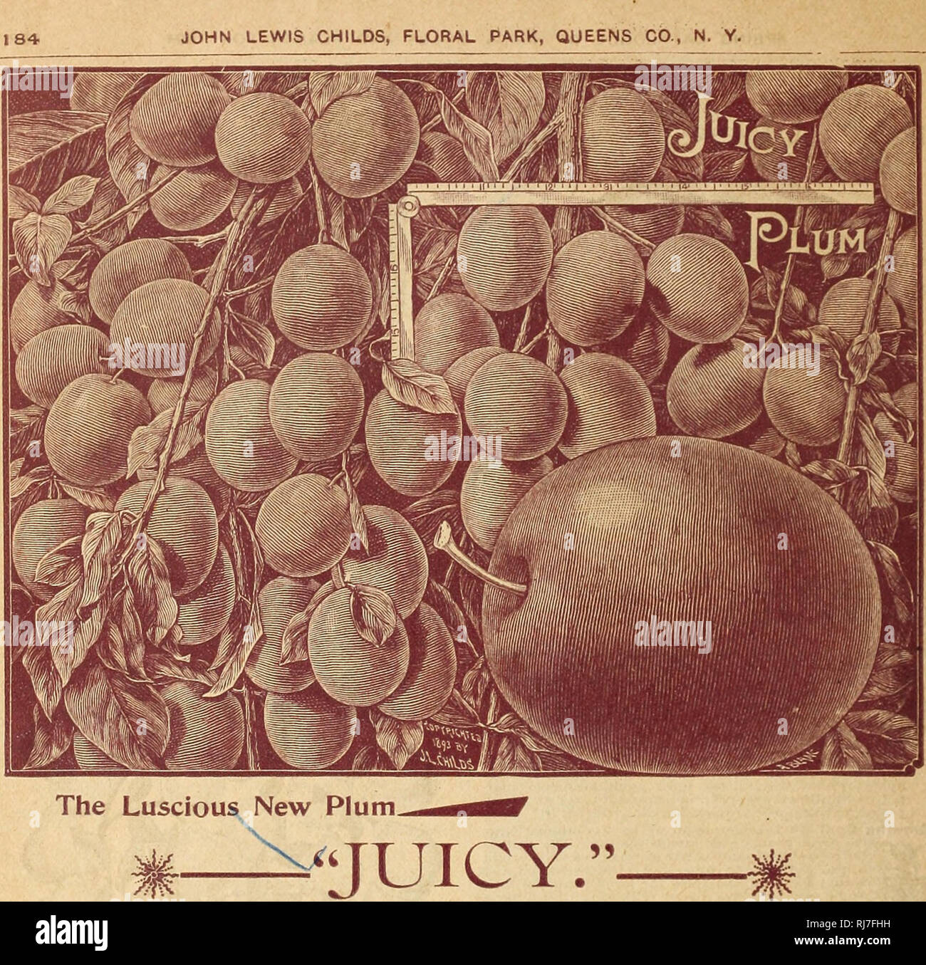 . Childs' fiori rari, verdure &AMP; frutti per il 1894. Cataloghi commerciali semi; Vivai (orticoltura) cataloghi; sementi cataloghi; fiori cataloghi; Verdure cataloghi; alberi da frutto cataloghi; John Lewis Childs (Azienda); cataloghi commerciali; Vivai (orticoltura); semi; fiori; Verdure; alberi da frutto. Burbank la maggior produzione-grandiosi prugna nella esistenza-più belle, flost lussureggianti e miglior portatore e Miglior Portiere. Questo glorioso nuovo prugna è una produzione della celebre giardiniere, Luther Burbank, in California, e si tratta di un incrocio tra Botan e Robinson. Il frutto è la s Foto Stock