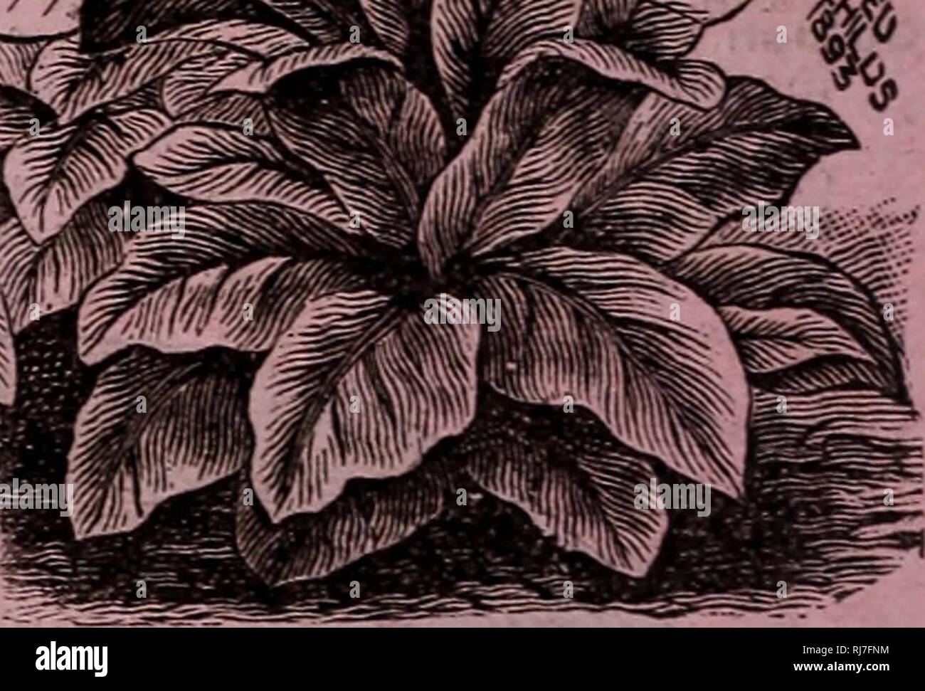 . Childs' fiori rari, verdure, &AMP; frutti. Cataloghi commerciali semi; Vivai (orticoltura) cataloghi; sementi cataloghi; fiori cataloghi; Verdure cataloghi; alberi da frutto cataloghi; John Lewis Childs (Azienda); cataloghi commerciali; Vivai (orticoltura); semi; fiori; Verdure; alberi da frutto. Erbe aromatiche. Indispensabili per cucinare, utile nei malati camera e molti tipi ammenda per profumare abbigliamento etc. Pkt. Oz. Di anice per aromatizzare - 5 ' 16 Balsamo- Yery foglie profumate; 5 medicinali l": il cumino-seme ampiamente utilizzato per aromatizzare 5 10 Coriandolo-utilizzato per aromatizzare torte, etc 5 10 CHI-utilizzato per i Foto Stock