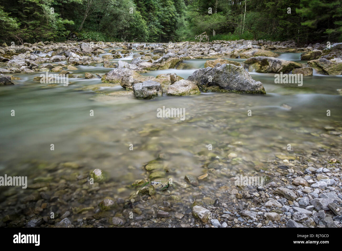 Deutschland, Bayern, Bayerische Alpen, Garmisch-Partenkirchen, Bach im Wald auf dem Weg in die Partnachklamm Foto Stock