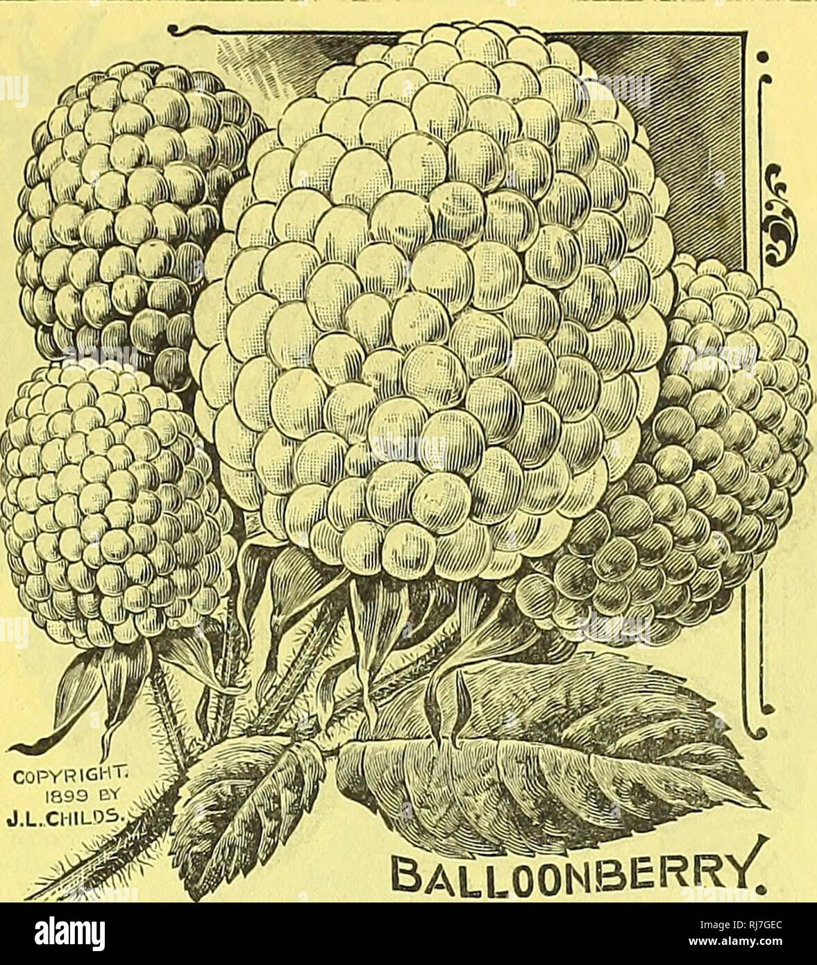 . Childs' fiori rari, verdure &AMP; frutti. Cataloghi commerciali semi; Vivai (orticoltura) cataloghi; sementi cataloghi; fiori cataloghi; Verdure cataloghi; alberi da frutto cataloghi; John Lewis Childs (Azienda); cataloghi commerciali; Vivai (orticoltura); semi; fiori; Verdure; alberi da frutto. NEW YORK. New York-questo è il grande compagno che ha vinto $100 Premio oro lo scorso anno oltre il Glen Maria. Dopo la fruttificazione le bacche di un altro anno la troviamo ancora in testa per grandi dimensioni, produttività e la salute e il vigore della pianta. Miss Martha G. Yates di Tompkins County, N. Y., una ex scuola teache Foto Stock
