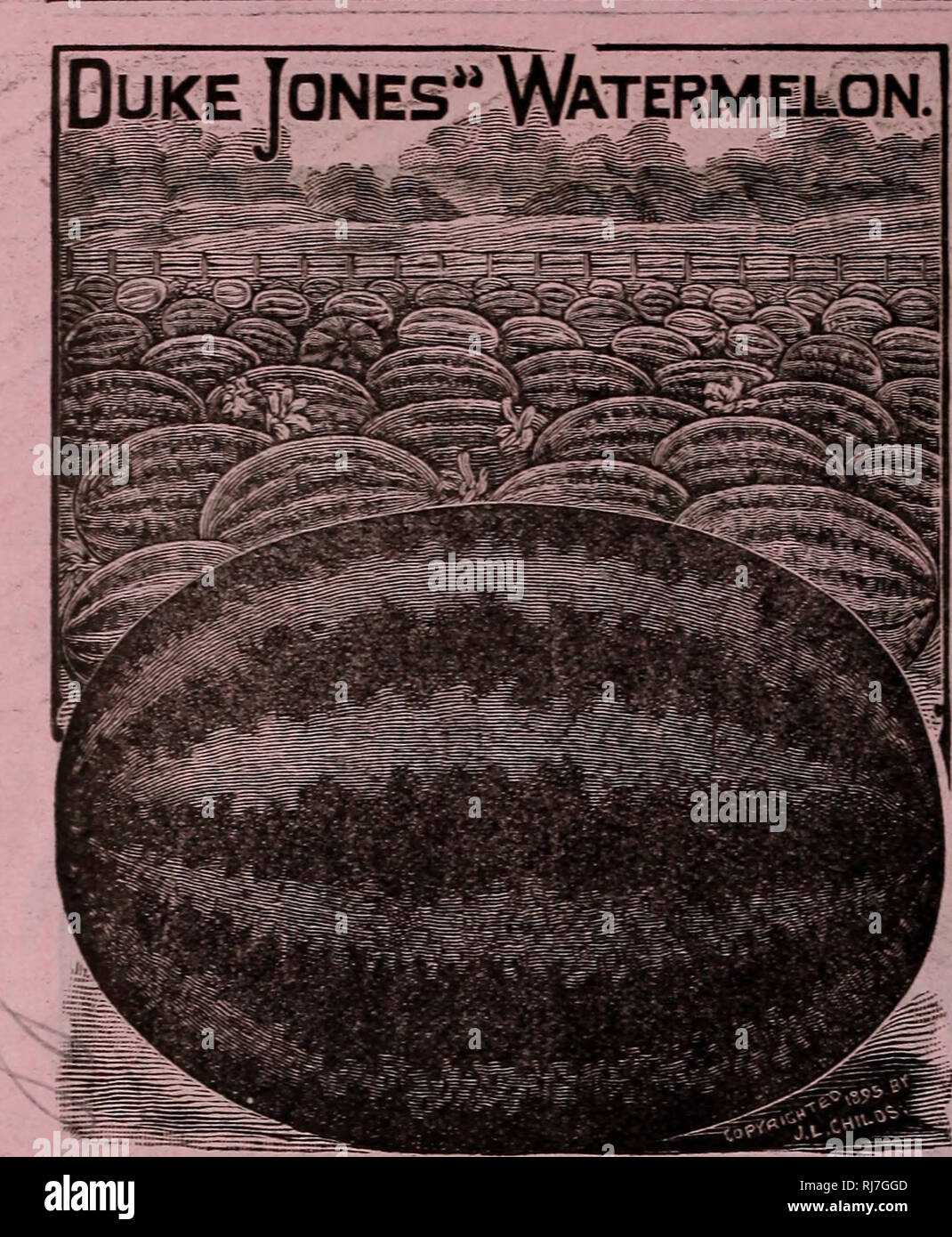 . Childs' fiori rari, verdure, &AMP; frutti. Cataloghi commerciali semi; Vivai (orticoltura) cataloghi; sementi cataloghi; fiori cataloghi; Verdure cataloghi; alberi da frutto cataloghi; John Lewis Childs (Azienda); cataloghi commerciali; Vivai (orticoltura); semi; fiori; Verdure; alberi da frutto. 58 JOHN LEWIS CHILDS, FLORAL park, N. Y.. Impianto mai i cocomeri sul disco, terreno povero. Stabilimento di grande e profonda, mellow colline, fatta molto ricca di concime bene-decomporsi e avrete grandi colture di questo delizioso veg- vegetale che, per essere avuto al suo meglio, deve essere prelevato dal proprio giardino. Il duca J Foto Stock