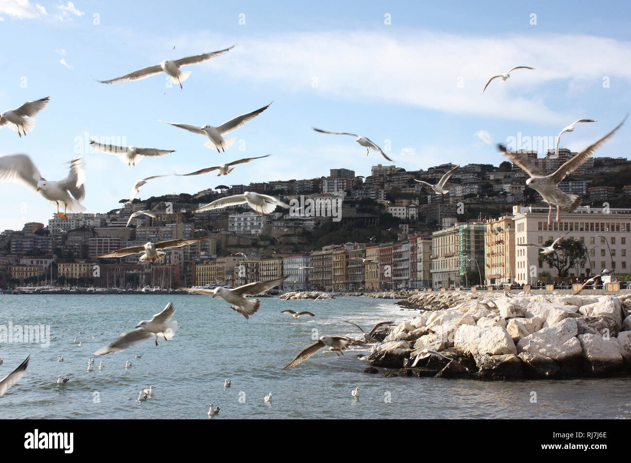 Gabbiani in volo su Napoli Foto Stock