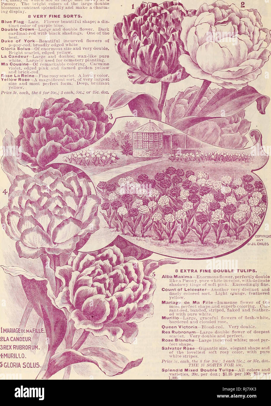 . Childs' cadono catalogo delle lampadine che bloom, 1899. Vivai (orticoltura) cataloghi; lampadine (piante) cataloghi; John Lewis Childs (Azienda); Vivai (orticoltura); lampadine (piante). 6 JOHN LEWIS CHILDS, FLORAL park, N. Y. GKR^ZLSTID tulipani doppia. Tulipani doppia produrre doppia molto grande dow- ers, molti dei quali sono grandi e vistose come Pteony. I colori luminosi dei grandi fiori di doppio contrasto splendidamente e rendere un fascino- ing display. 8 molto belle Ordina. Bandiera Blu - Fine. Flower bella forma; un dis- tinct di colore blu porpora. Doppia corona e âLarge fiore doppio. Il cardinale scuro-rosso con Foto Stock