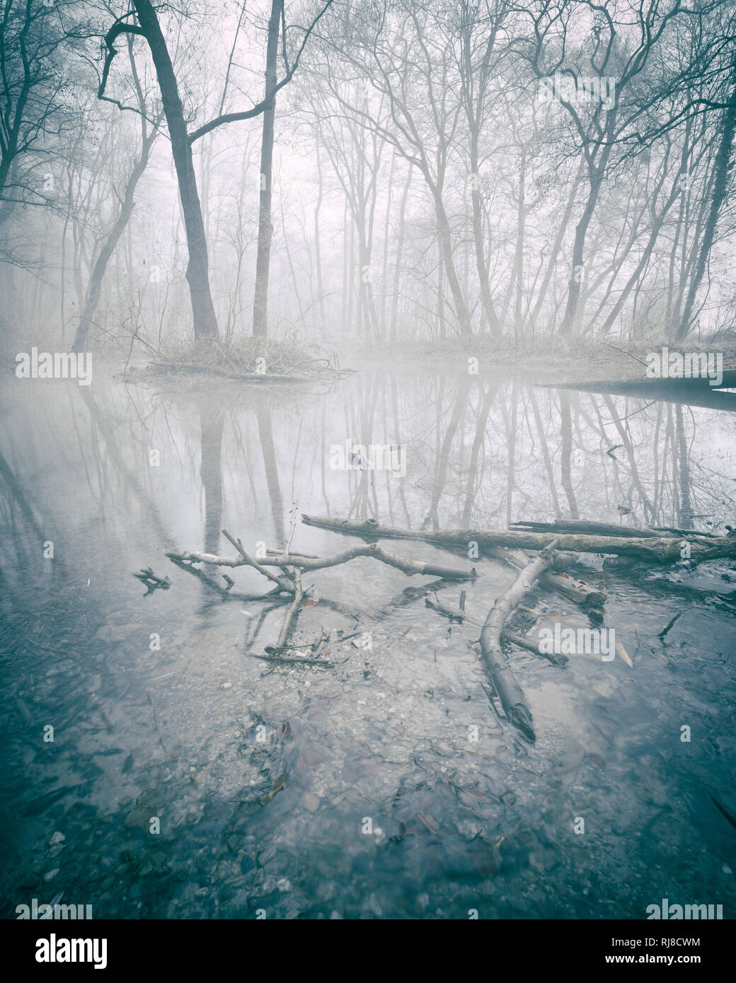 Vedere Geheimnisvoller im Wald, dichter Nebel, blasse Farben, kahle Bäume Foto Stock