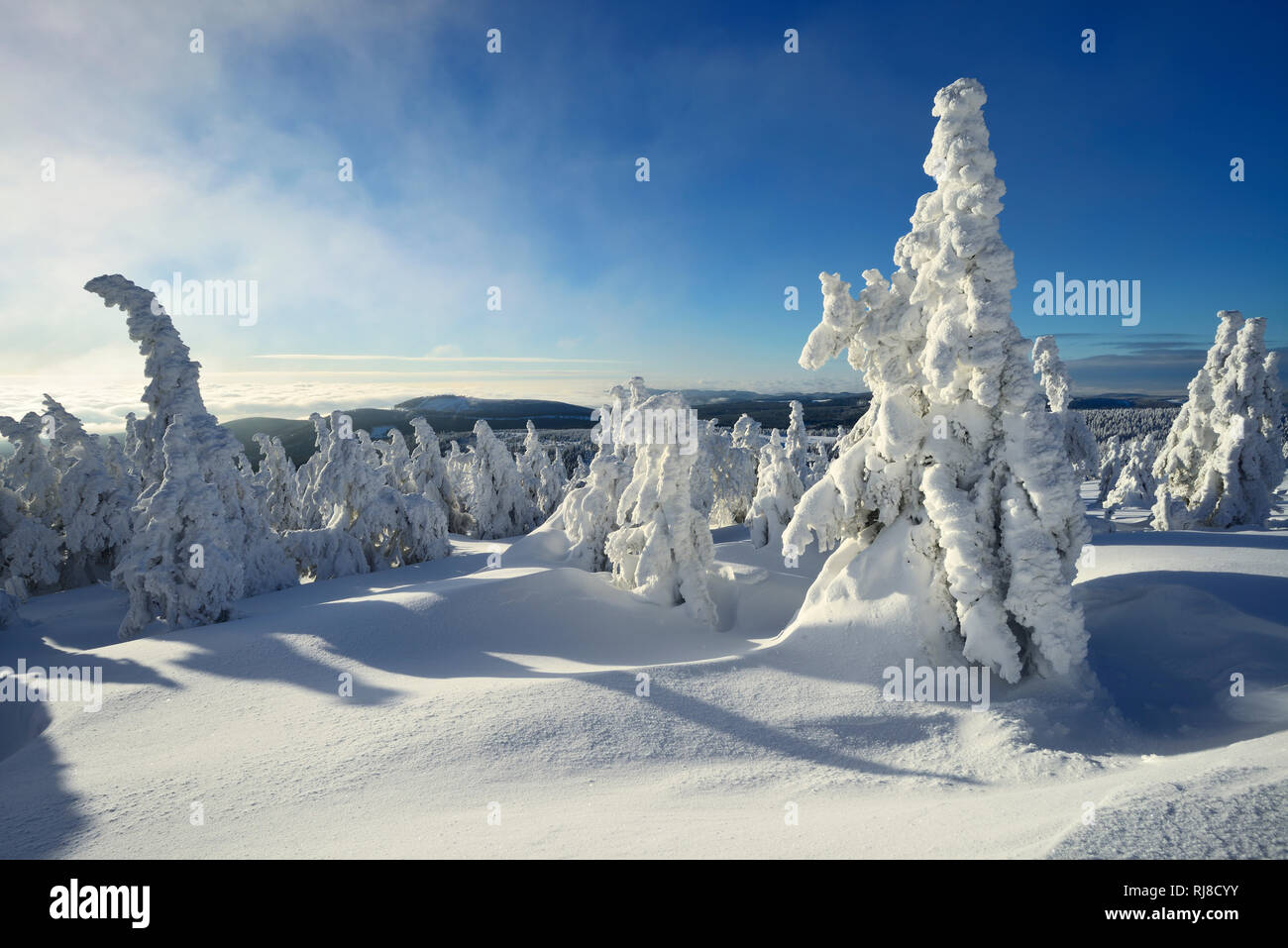 Deutschland, Sachsen-Anhalt, Nationalpark Harz, Winter auf dem Brocken, tief verschneite Fichten, über den Wolken Foto Stock