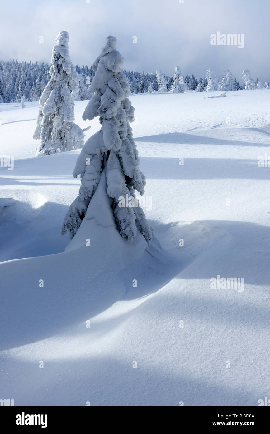 Deutschland, Sachsen-Anhalt, Nationalpark Harz, Fichten mit Schnee, tief verschneite Landschaft im Winter, Wildnis Foto Stock