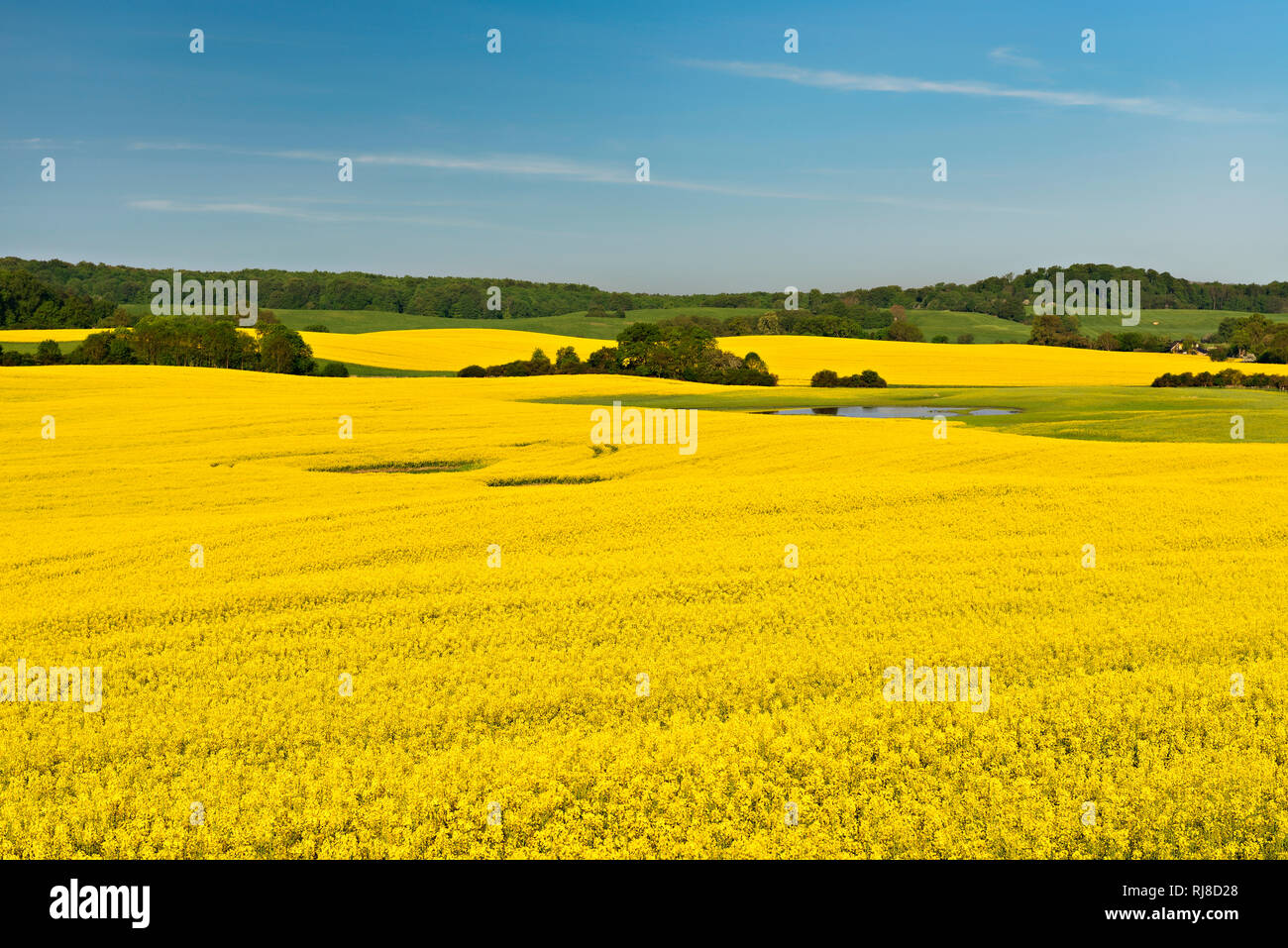 Blühendes Rapsfeld, ursprüngliche Kulturlandschaft mit Tümpeln und Feldgehölzen, Biosphärenreservat Schorfheide-Chorin, Uckermark, Brandeburgo, Deutsc Foto Stock