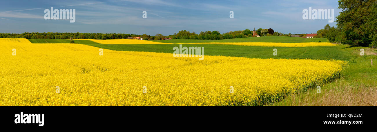 Blühendes Rapsfeld, Kulturlandschaft, Biosphärenreservat Schorfheide-Chorin, Uckermark, Brandeburgo, Deutschland Foto Stock