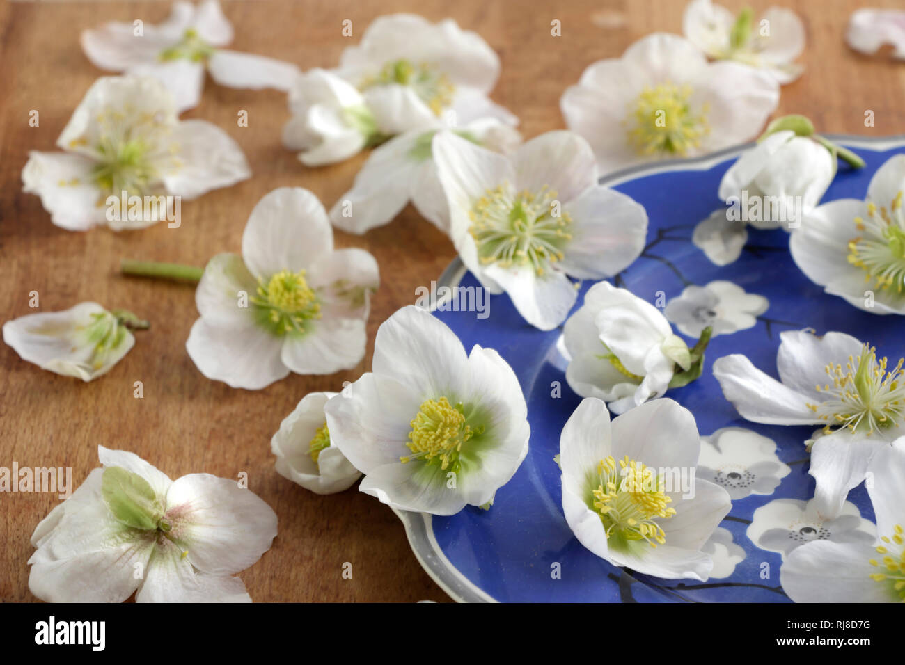 Schneerosen auf blauem Teller Foto Stock