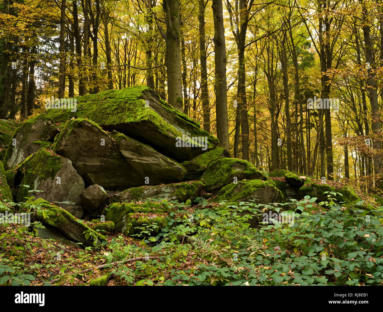 Deutschland, Assia, Naturpark Hessische Rhön, UNESCO-Biosphärenreservat, Felsgruppe im Buchenwald bei Poppenhausen, Herbst Foto Stock