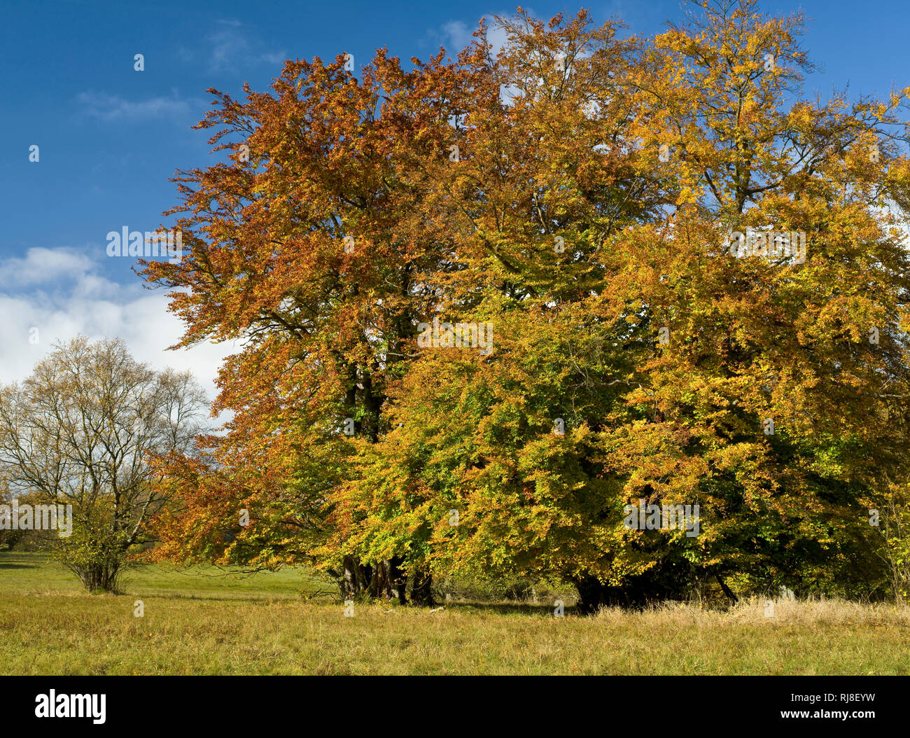 Deutschland, Bayern, Naturpark Bayrische Rhön, UNESCO-Biosphärenreservat, Naturschutzgebiet Lange, Rhön Buchen Herbstlaub im Foto Stock