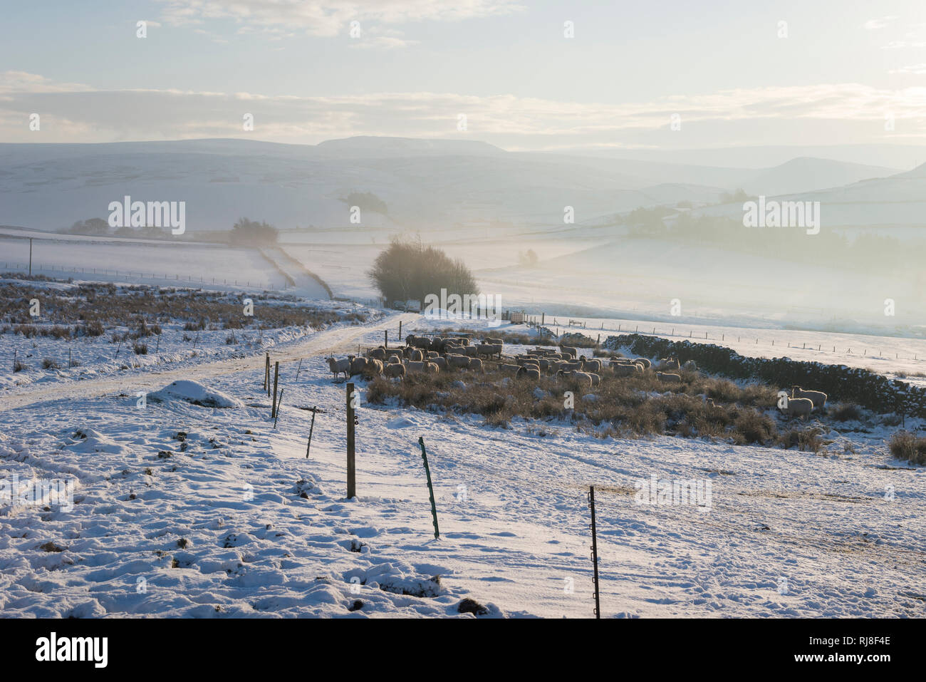 Pecore intorno un alimentatore di fieno nella campagna britannica in un freddo inverno mattina. Rowarth, Derbyshire, in Inghilterra. Foto Stock