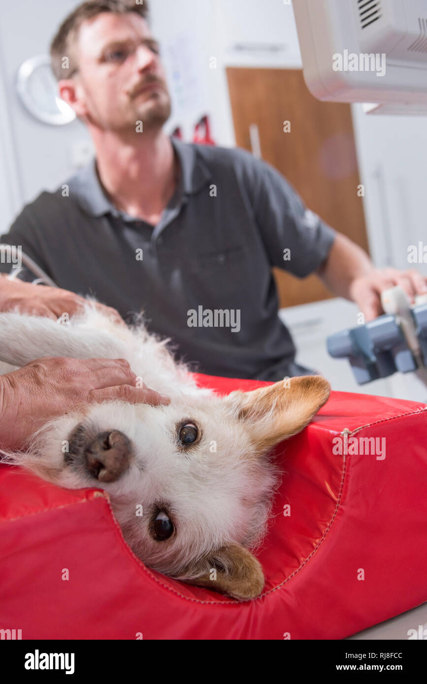 Hund beim Tierarzt, Ultraschalluntersuchung Foto Stock
