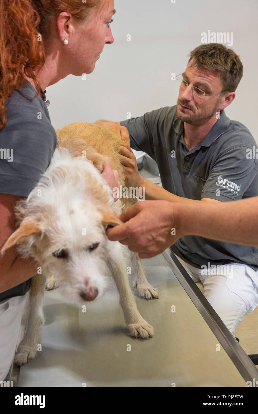 Hund beim Tierarzt, Untersuchung Foto Stock