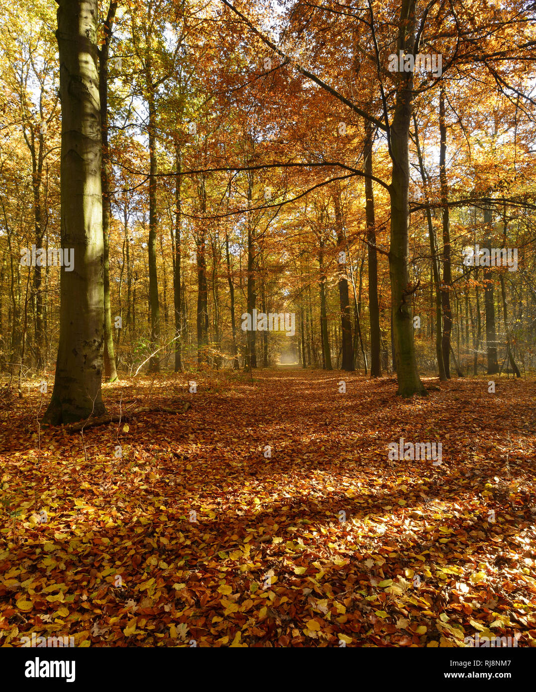 Laubwald im Herbst, Sonnenlicht, morgens, Ziegelrodaer Forst, Sachsen-Anhalt, Deutschland Foto Stock