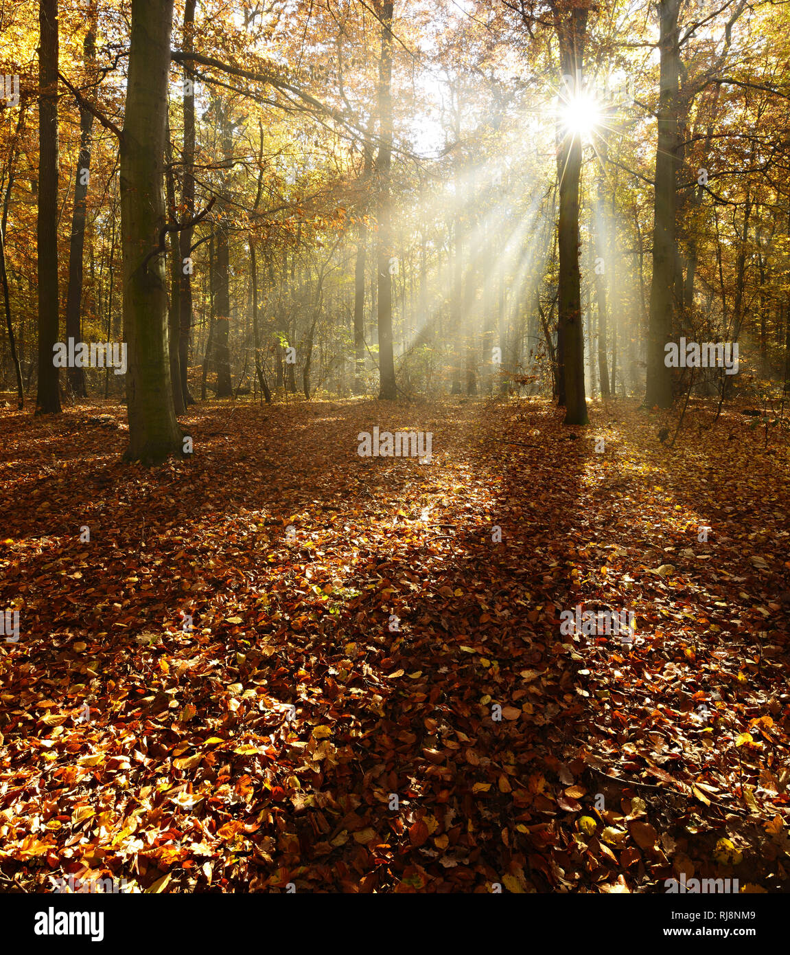 Sonnenstrahlen und Morgennebel, Laubwald im Herbst, Ziegelrodaer Forst, Sachsen-Anhalt, Deutschland Foto Stock