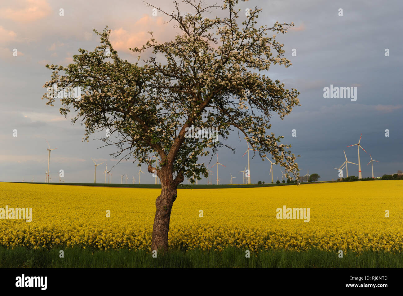 Baum, blühendes Rapsfeld, Windturbinen Foto Stock