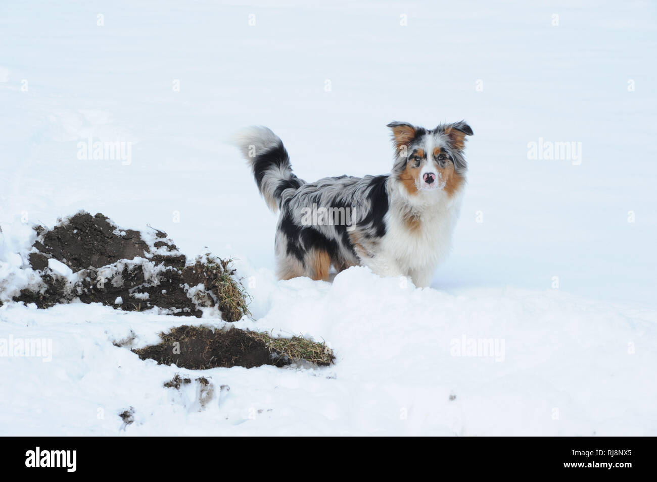Australian Shepherd Hund im Schnee Foto Stock