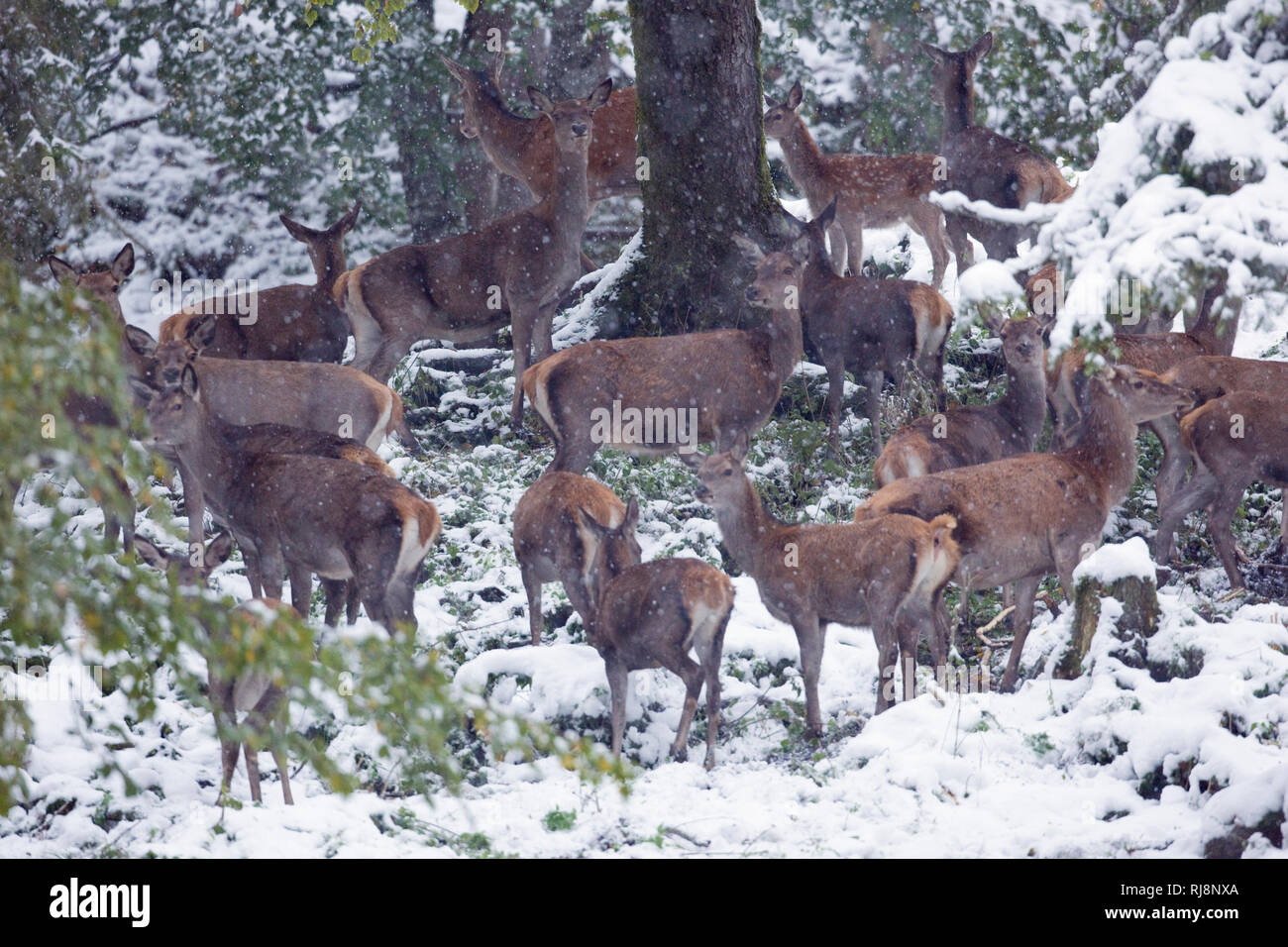 Hirsche Risstal im im Winter, Karwendel Gebirge, Tirol Österreich Foto Stock