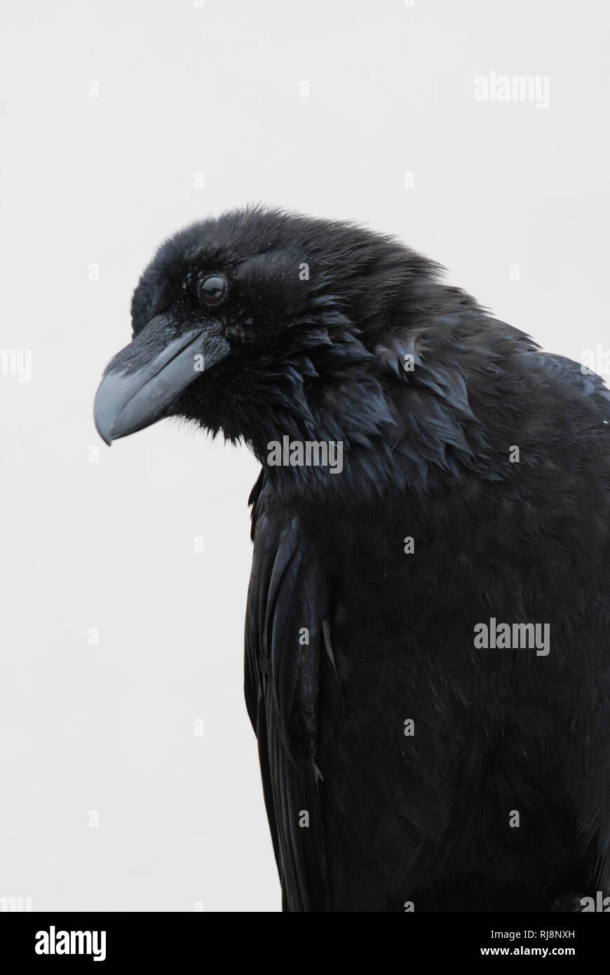 Kolkrabe, Corvus corax, Nahaufnahme Foto Stock