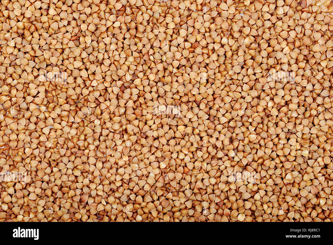 Organici di grano saraceno immagine di tessitura.grano non contiene glutine, essa può essere mangiato da persone con glutine-disturbi correlati. Utile naturale prodotto dietetico. Guarire Foto Stock