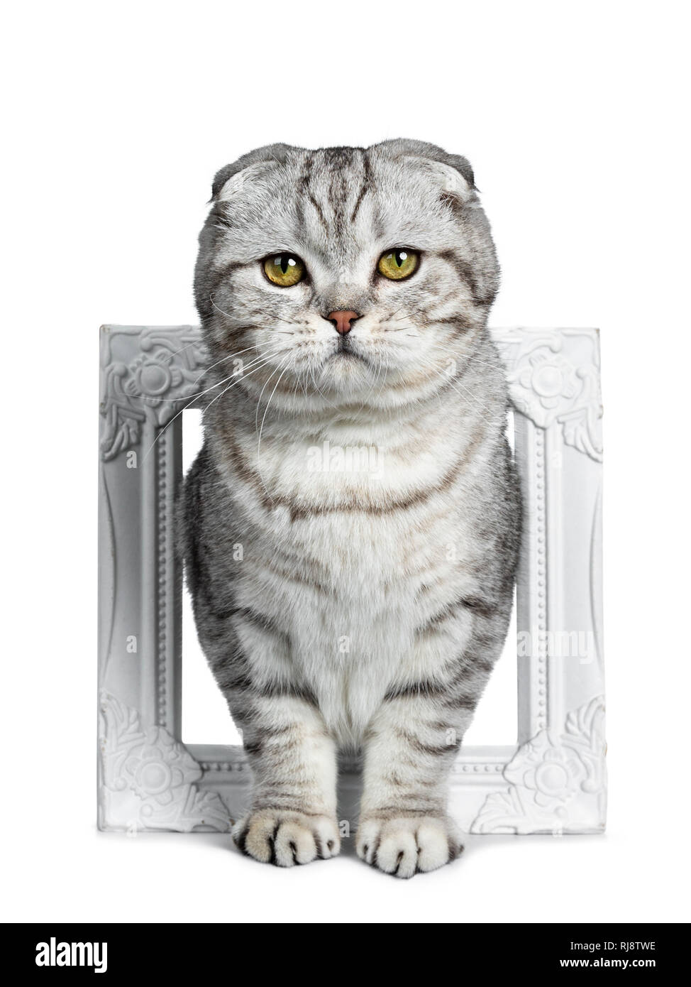 Carino giovane silver tabby Scottish Fold gattino in piedi rivolto verso la parte anteriore attraverso white photo frame guardando la telecamera con gli occhi gialli. Isolato su un whi Foto Stock