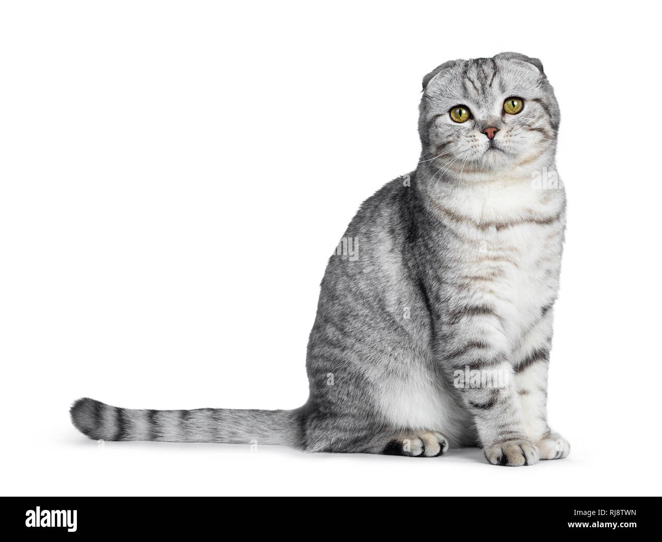 Carino giovane silver tabby Scottish Fold gattino seduta modi lato dritto in alto guardando la telecamera con gli occhi gialli. Isolato su uno sfondo bianco. Tai Foto Stock