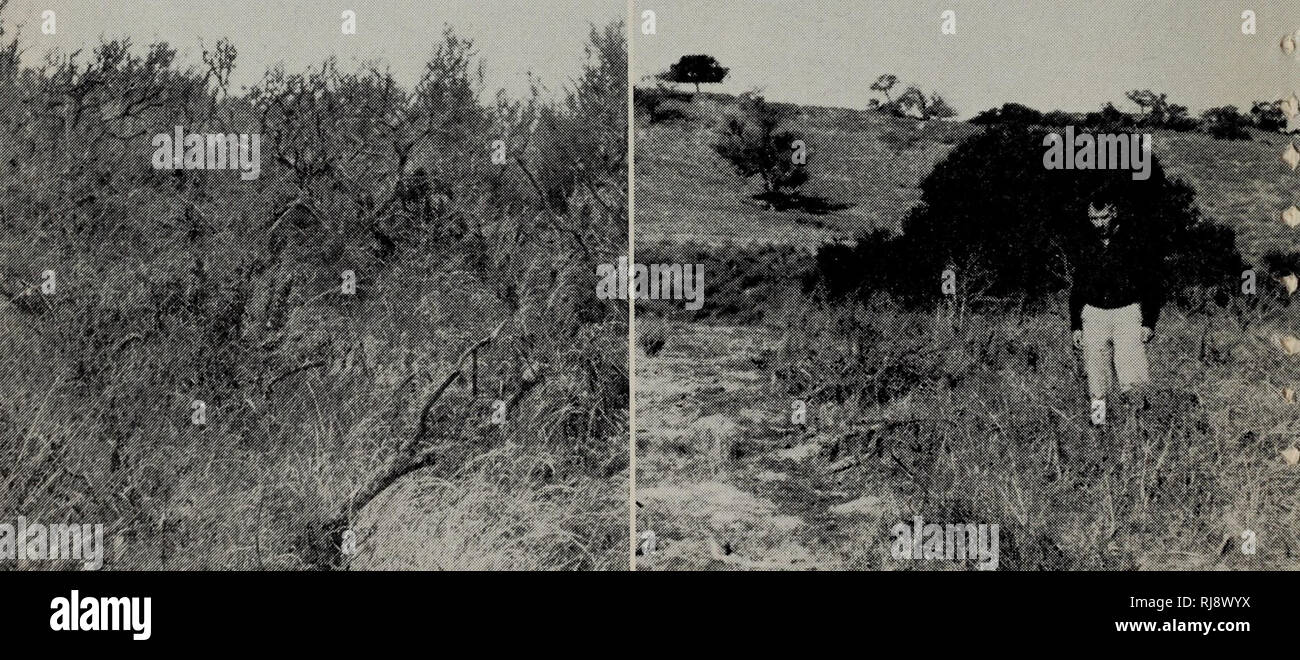 . Controllo chimico di piante legnose in California. Piante legnose; erbicidi. Una discussione dettagliata.. Â ¢ di woody-controllo dell'impianto in quanto si riferisce a rangeland specie; specie forestali; zone di drenaggio; strade e sentieri; diritti di modo; la quercia di veleno; la conservazione di acqua; e la fauna selvatica RANGELAND SPECIE ... Coyote spazzola; costa salvia- spazzola; viola e bianco salvia; misto spazzola costiere; chamise; chaparral; boschi di quercia; big sagebrush Coyote spazzola. Sconfinamento di coy- ote spazzola sulla terra di pascolo può ben essere gestiti mediante l'uso di sostanze chimiche. Questo è stato dimostrato dal compianto J. T. Mc- Namara, Farm Advisor di San Foto Stock