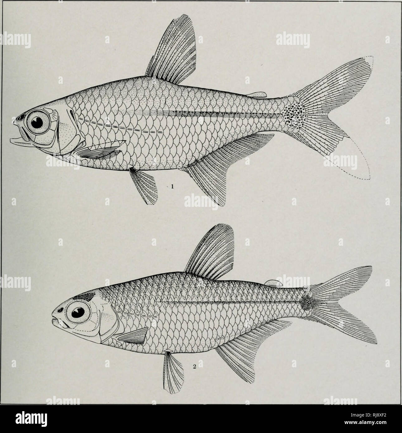 . Il Cheirodontinae : una sottofamiglia di minuto characid pesci del Sud America. Characidae; Pesci. Nelle sue memorie Carnegie Museum, Vol. VII. Piastra XIV.. Fig. 1. Fig. 2. Chcirudun micnxUin Eigenm.nn. Cheirvdon slenodon Eigenmann. Tipo, 9 . tiS.50, C. :M., 42 mm. Cacercs. Tipo. 6848, C. M., 33 mm. Bebedouro.. Si prega di notare che queste immagini vengono estratte dalla pagina sottoposta a scansione di immagini che possono essere state migliorate digitalmente per la leggibilità - Colorazione e aspetto di queste illustrazioni potrebbero non perfettamente assomigliano al lavoro originale. Eigenmann, Carl H. , 1863-1927; Carnegie Museum; Università dell'Indiana. Zool Foto Stock