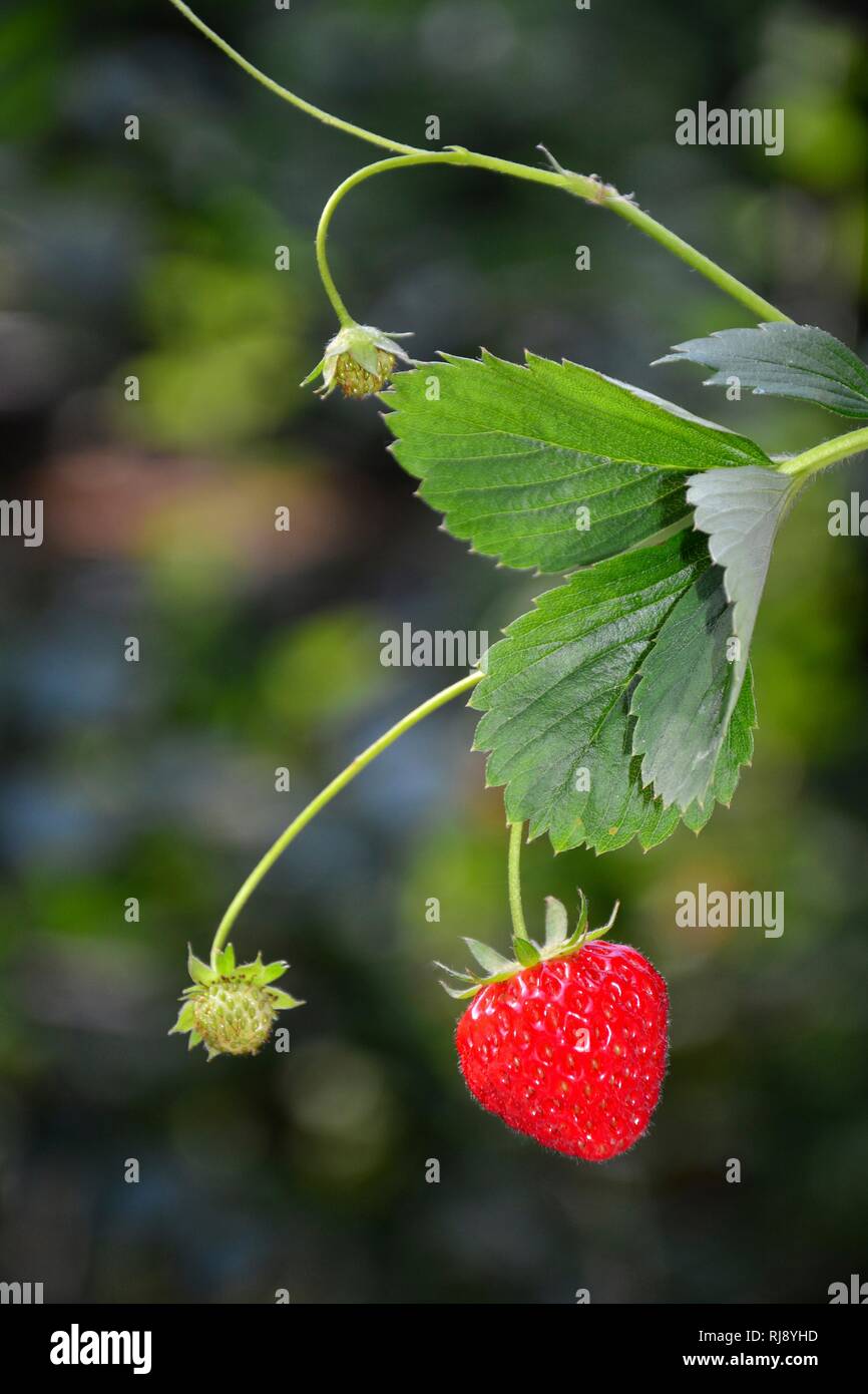 Rosso fresco Fragole sono appesi in natura verde Foto Stock