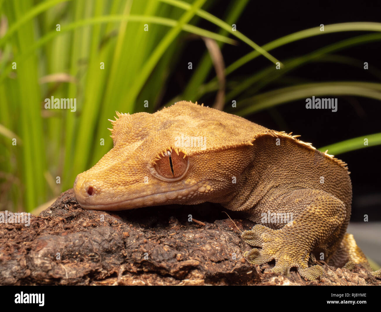 Una macro shot di Crested Gecko (Correlophus ciliatus) seduto su un tronco di legno con il verde della flora dietro di essa Foto Stock