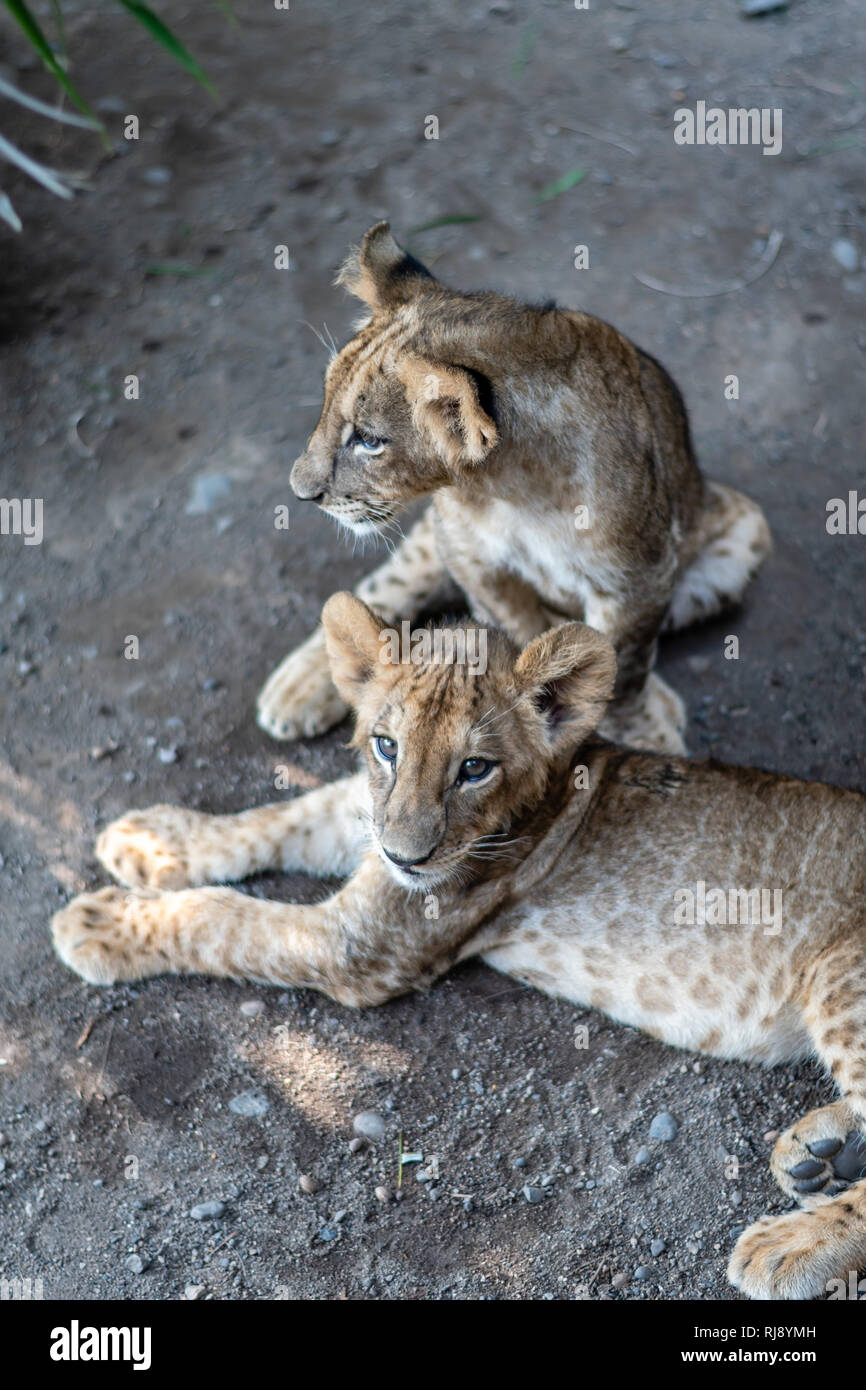 Due lion cubs insieme in zoo guatemalteca Foto Stock