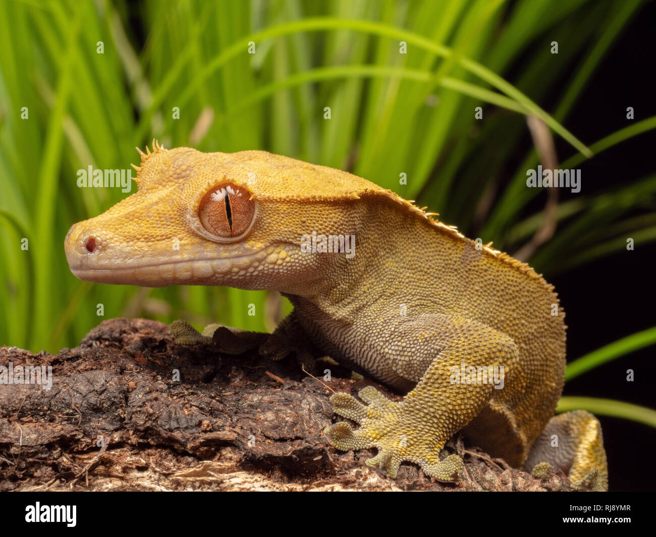 Una macro shot di Crested Gecko (Correlophus ciliatus) seduto su un tronco di legno con il verde della flora dietro di essa Foto Stock