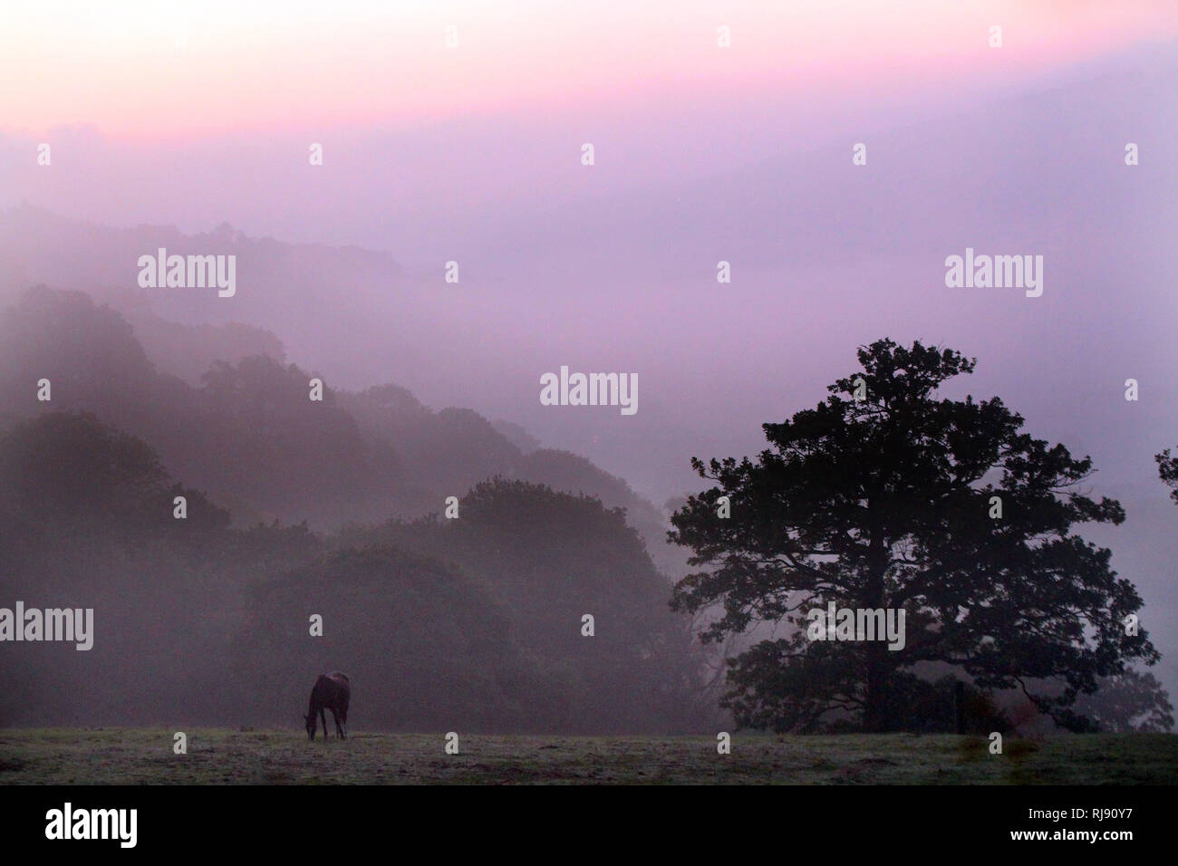 Meteo. Un cavallo nella nebbia di mattina si rompe in Llangollen davanti a elevate temperature previsioni per questo periodo dell'anno. Mercoledì 10 Ottobre 2018. Foto Stock