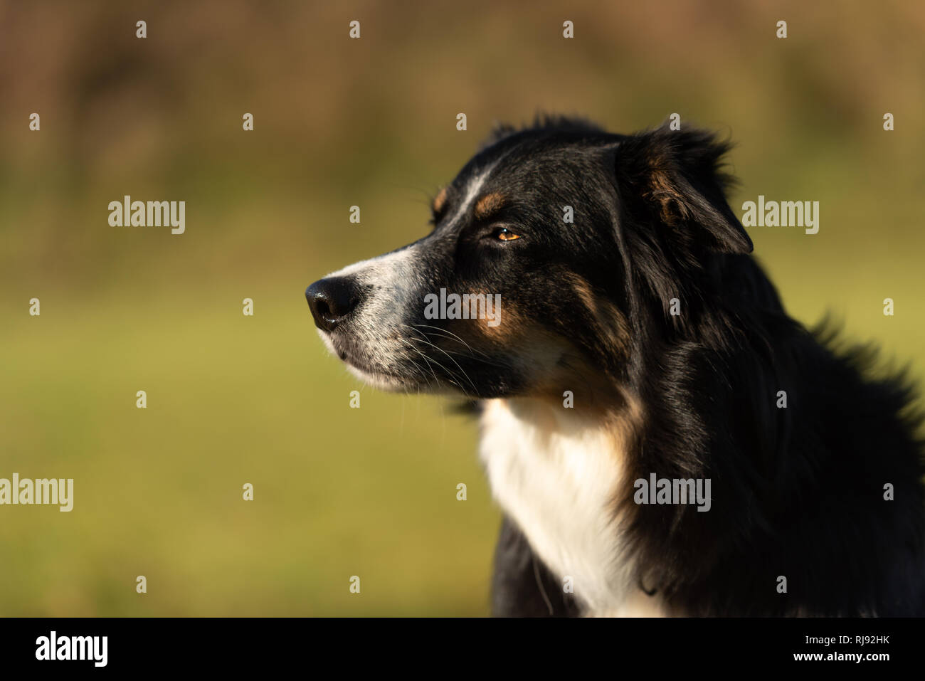 Border Collie cane ritratto. Orgoglioso cane ist seduto davanti a uno sfondo verde Foto Stock