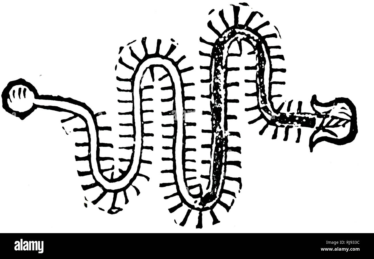 Un woodblock incisione raffigurante un termometro clinico. Il termine globulari è stata posta nella bocca del paziente e l'altra estremità in un recipiente di acqua. La serpentina termometro graduato con perline di vetro. Datata del XIX secolo Foto Stock
