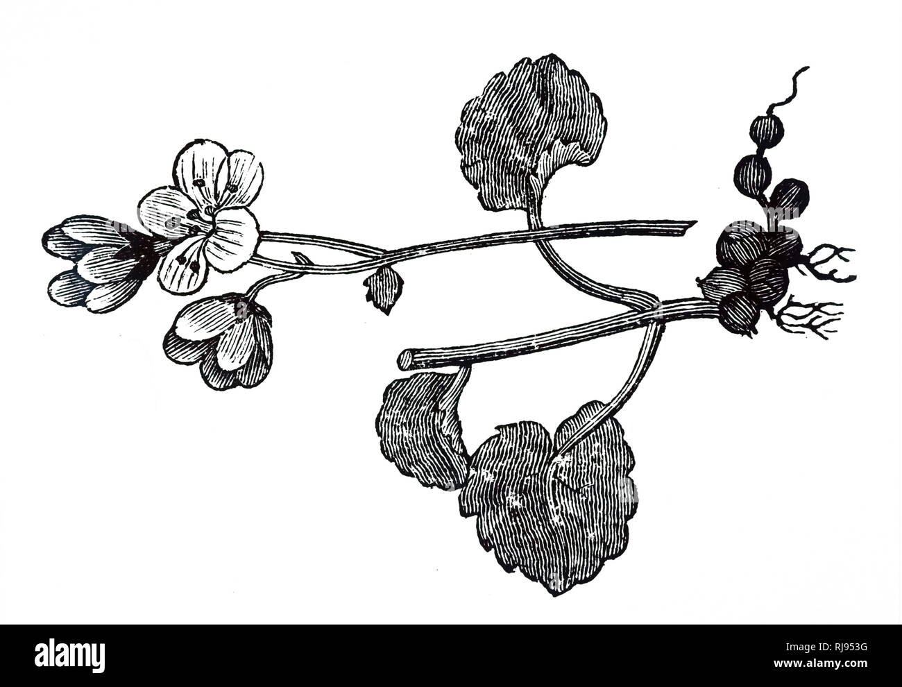 Una incisione raffigurante un campione di Saxifraga granulata, una specie di fioritura delle piante del genere Saxifraga. Datata del XIX secolo Foto Stock