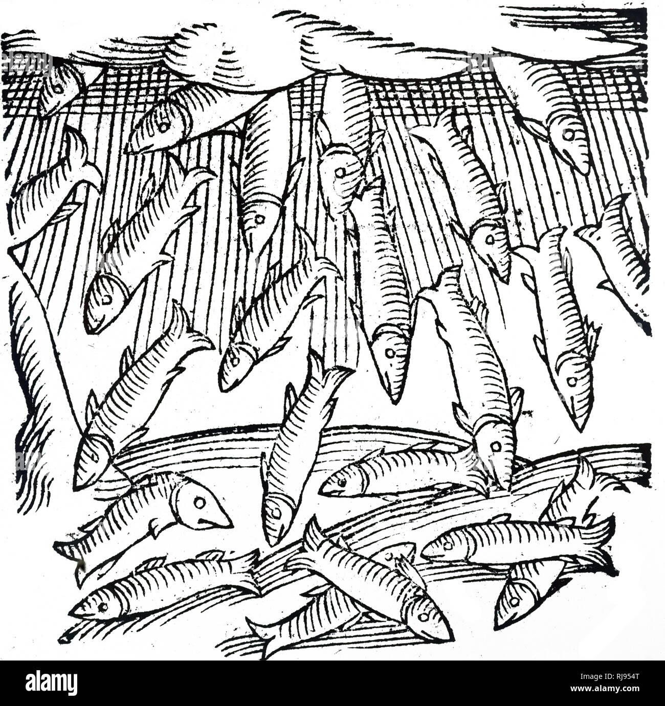 Una xilografia incisione raffigurante la pioggia di pesci che si è verificato in Sassonia nell'anno 989. Datata xvi secolo Foto Stock