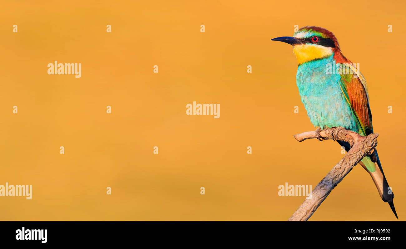 Bellissimo uccello in primavera outfit Foto Stock