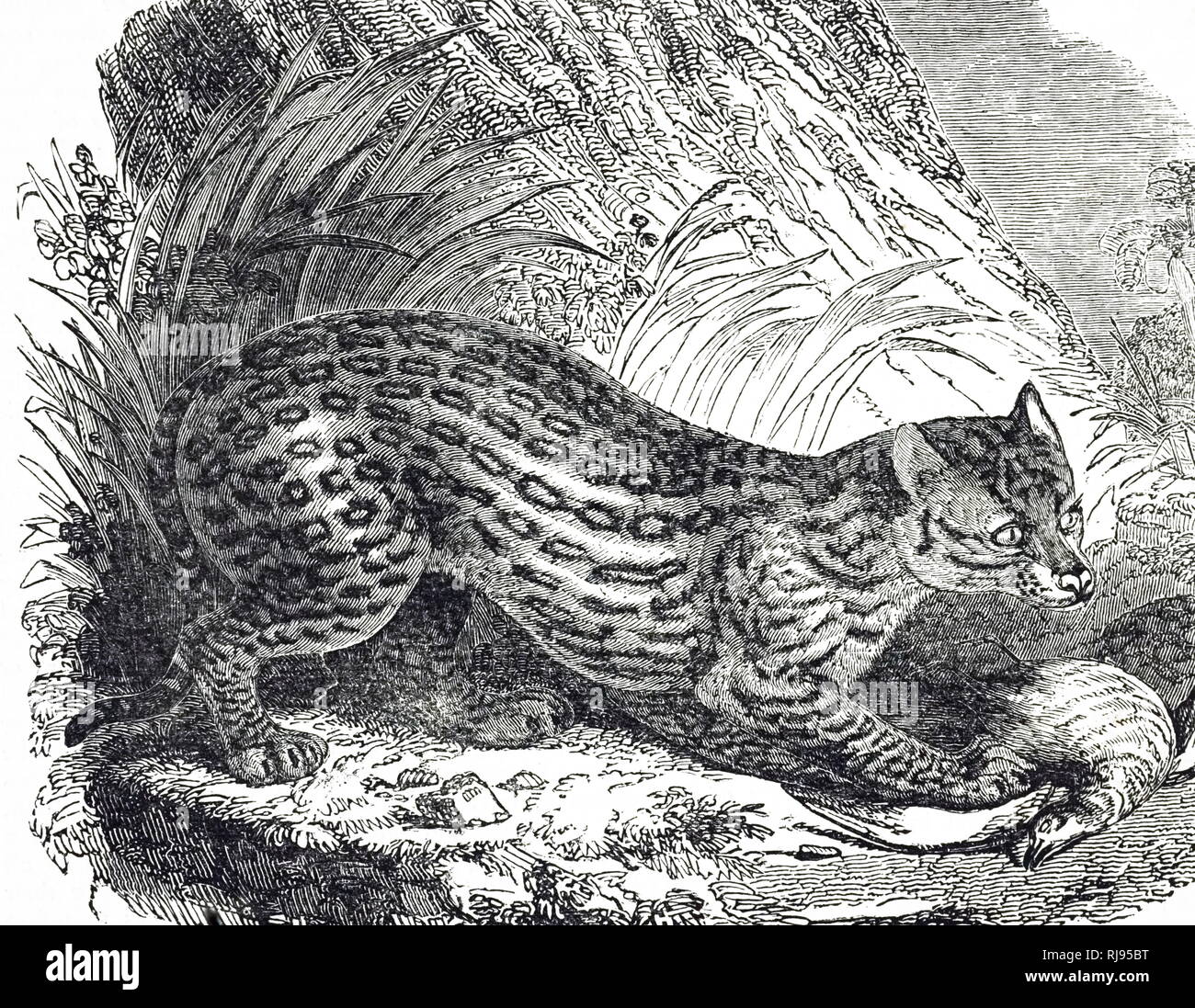 Una incisione raffigurante un gattopardo, un gatto selvatico nativo del sudovest degli Stati Uniti, Messico, America Centrale e Sud America. Datata del XIX secolo Foto Stock