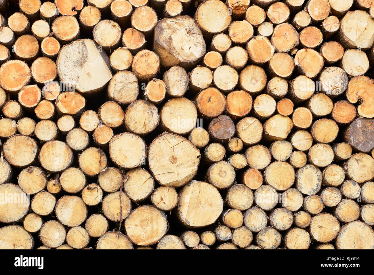 Chiudere fino a una pila di tagliare tronchi di alberi, Dolomiti, Alto Adige, Italia Foto Stock