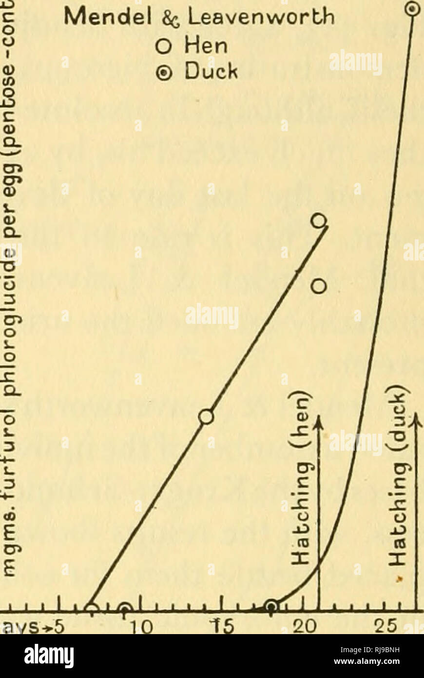 . Embriologia chimica. Embriologia. Mendel Sc Leavenworth O Ovaiola Anatra ® 1148 il metabolismo di NUCLEIN E [pt. m uracile (il cosiddetto "lievito acido nucleico"), l'i8th-giorno embrione di pulcino, come pure l'ordinario esoso di acido nucleico simile a quella per la prima volta isolato dal timo. Il pulcino embrione così possiede il potere di sintesi di entrambi i tipi di acido nucleico. Il vecchio obser- vations di Mendel &AMP; Leavenworth quindi riconquistare la loro importanza, per, utilizzando Tollens" metodo, hanno riscontrato un aumento del contenuto di pentosio delle uova incubate da zero a tanto quanto 40 mgm, (vedere Fig. Foto Stock