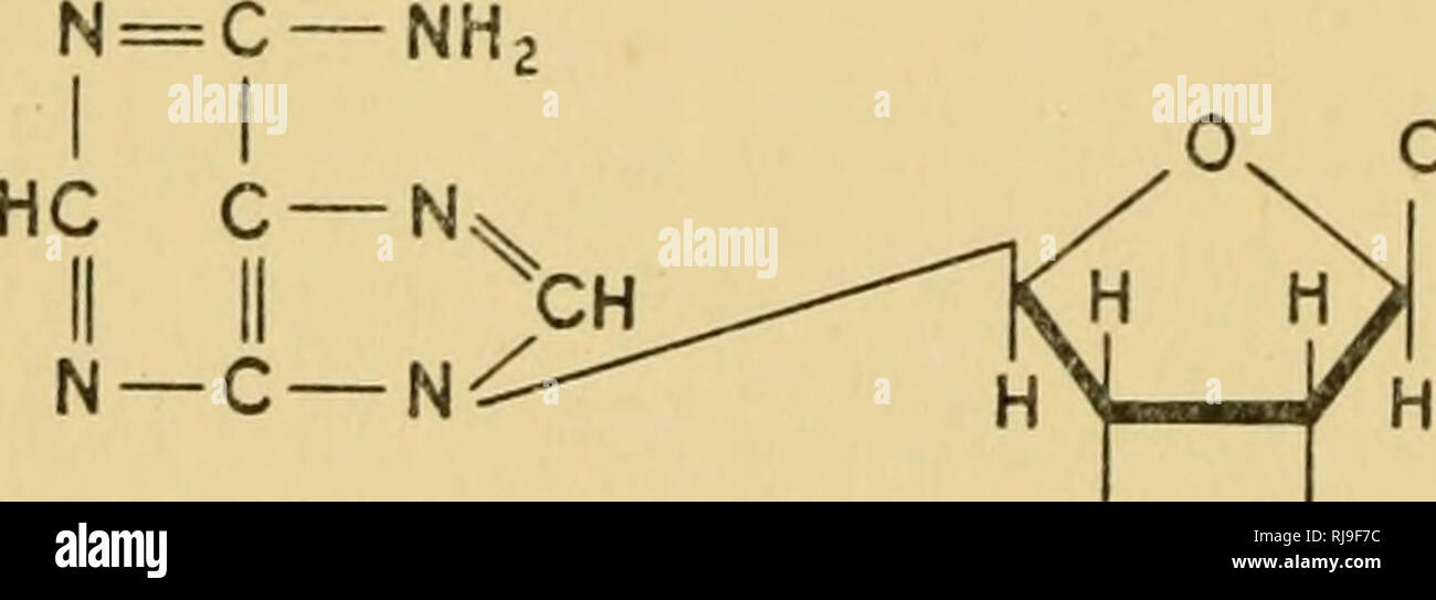. Le attività chimiche di batteri. I batteri. 130 PEOVisiON di energia: fermentazione tutta la molecola, in fosfo-enol-acido piruvico l'energia è concentrata nel legame di fosfato. Una seconda energia ricchi di legame di fosfato è costruito durante la ossidazione di gliceraldeide-fosfato con la captazione di fosfato inorganico per dare l.S.diphosphoglyceric acido. In presenza di ADP, l'acido diphosphoglyceric rese S.phosphoglyceric acido e ATP. Se il ciclo completo è ora controllato dal punto di vista del legame di fosfato formazione (Fig. 10) si può osservare che l'iniziale phosphoryla- zione di gl Foto Stock